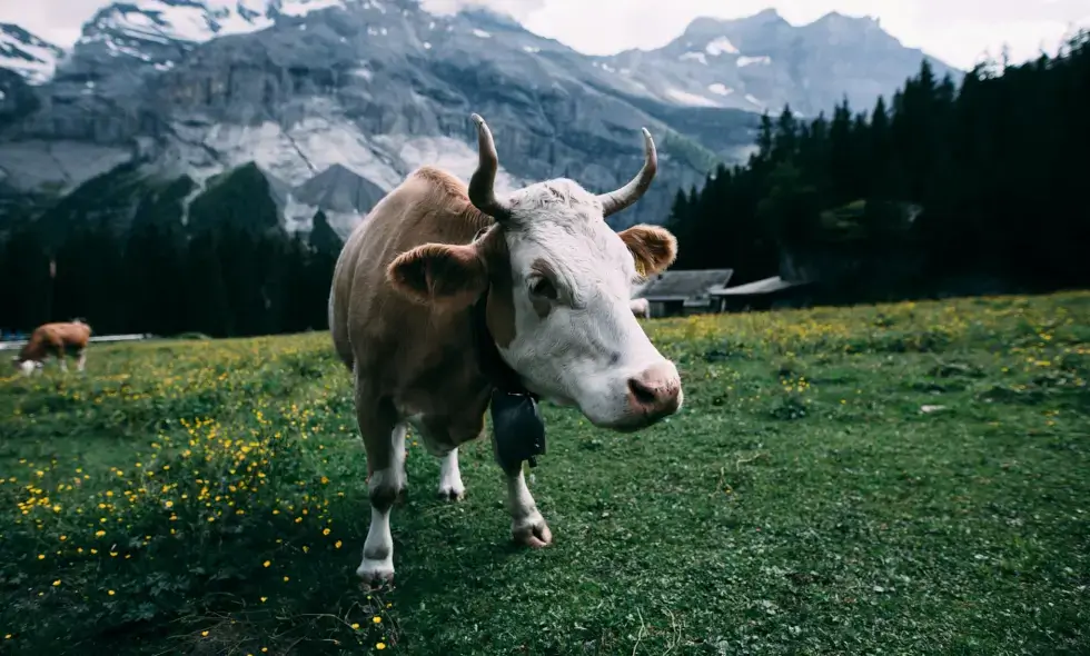 Aanvang van Zwitserse reizen: Aanschaf van tolvignet